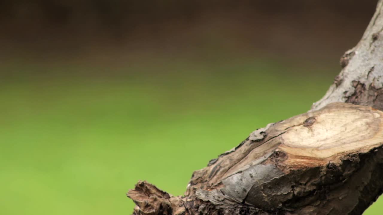 Grey Squirrel Sat On Tree Branch Then Climbs Away Slow Motion Close Up Daytime Borehamwood Hertfordshire North London UK