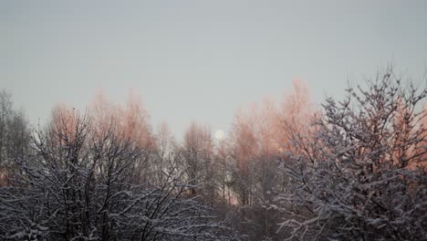 Pink-sunlight-on-the-frozen-tree-tops-in-winter