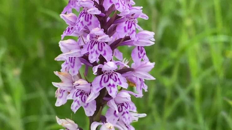 Primo piano ravvicinato di un fiore di Orchidea Maculata Comune viola che si muove dolcemente al vento, Regno Unito.