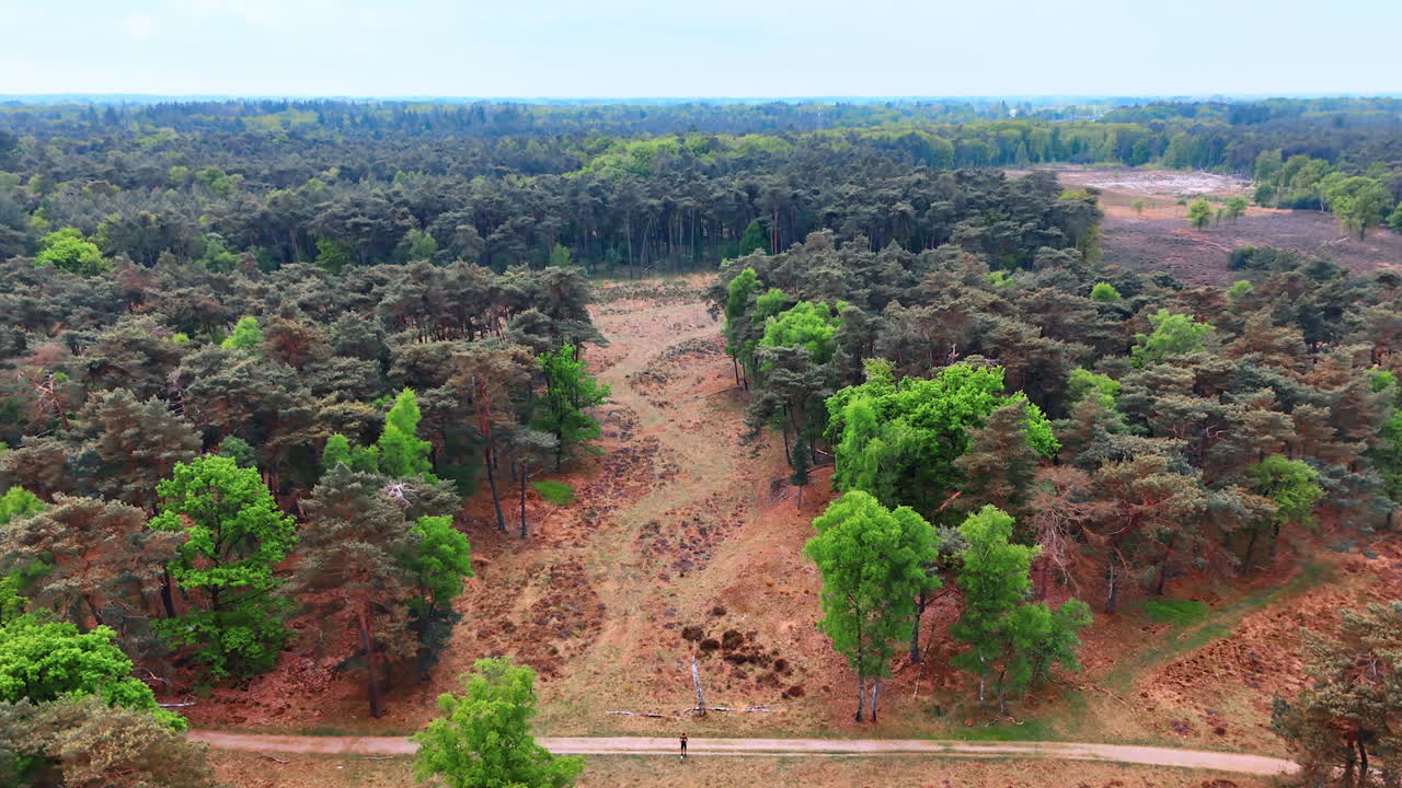 Scenic view of lush forest trail at dawn. A peaceful forest trail is seen winding through vibrant trees under a clear sky during early morning light