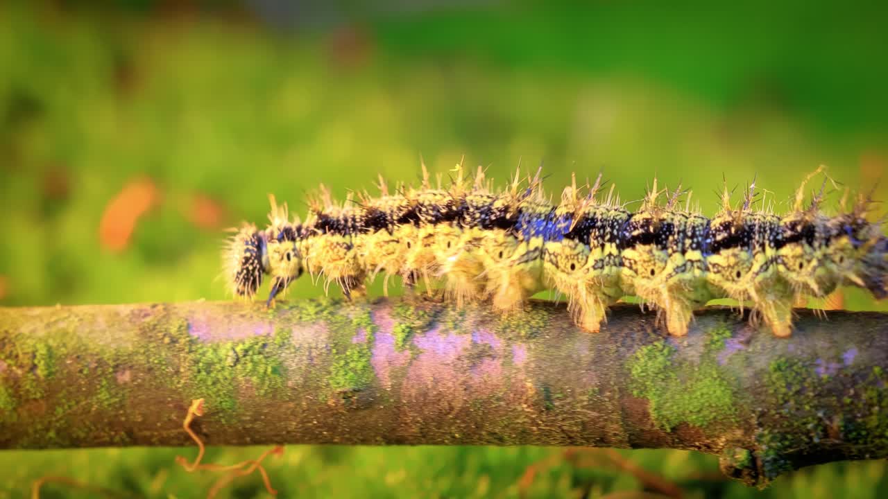 작은 거북이  ⁇ 데기 (aglais urticae) 애벌레. 어르티카리아 애벌레는 해가 지는 빛에 기어다닌다.