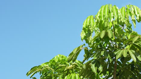 umbrella tree lush vibrant green leaves against clean blue sky, static, closeup