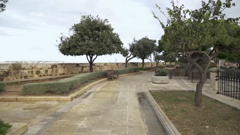 olive trees growing in hastings gardens in malta capital valletta