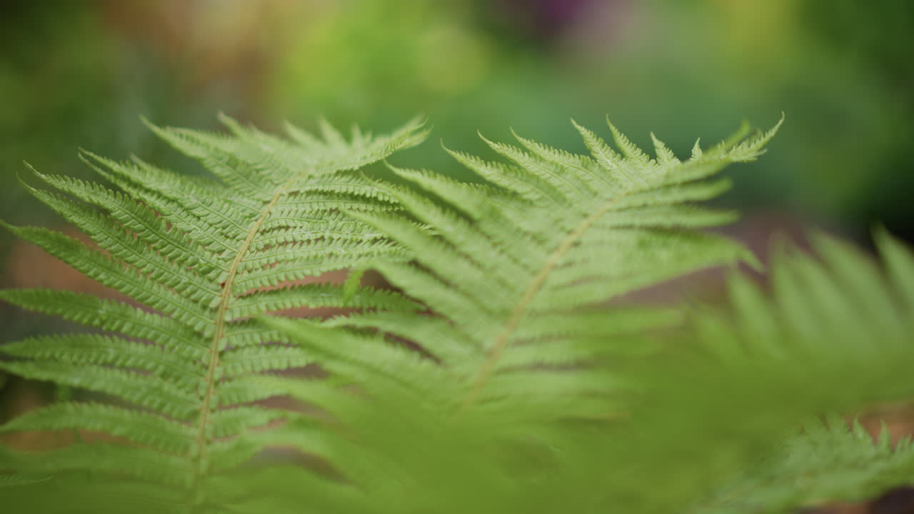 Bahçede yeşil eğrelti otu yaprakları, yumuşak bokeh arka plan, narin yaprakçıklarda parlayan sabah çiyi, sığ alan derinliği, hafif esinti, sakin botanik atmosfer, canlı gür tonlar ideal