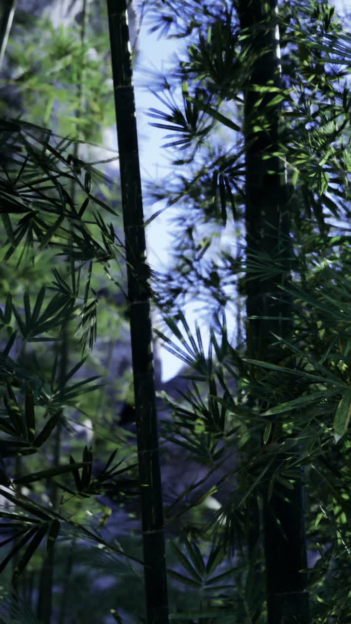 Piante di bambù crescono in una fitta foresta alla luce del pomeriggio