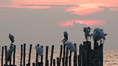 The-Great-Egret,-also-known-as-the-Common-Egret-or-the-Large-Egret