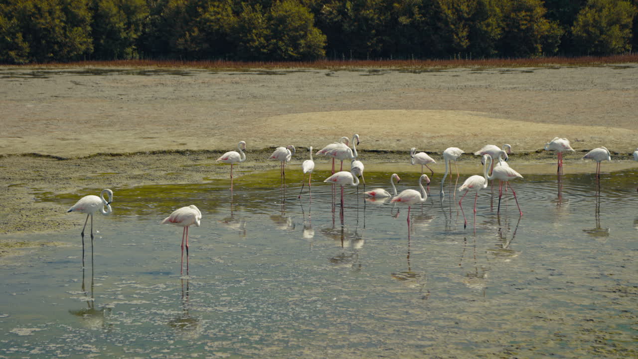Flamingos in a Wetland