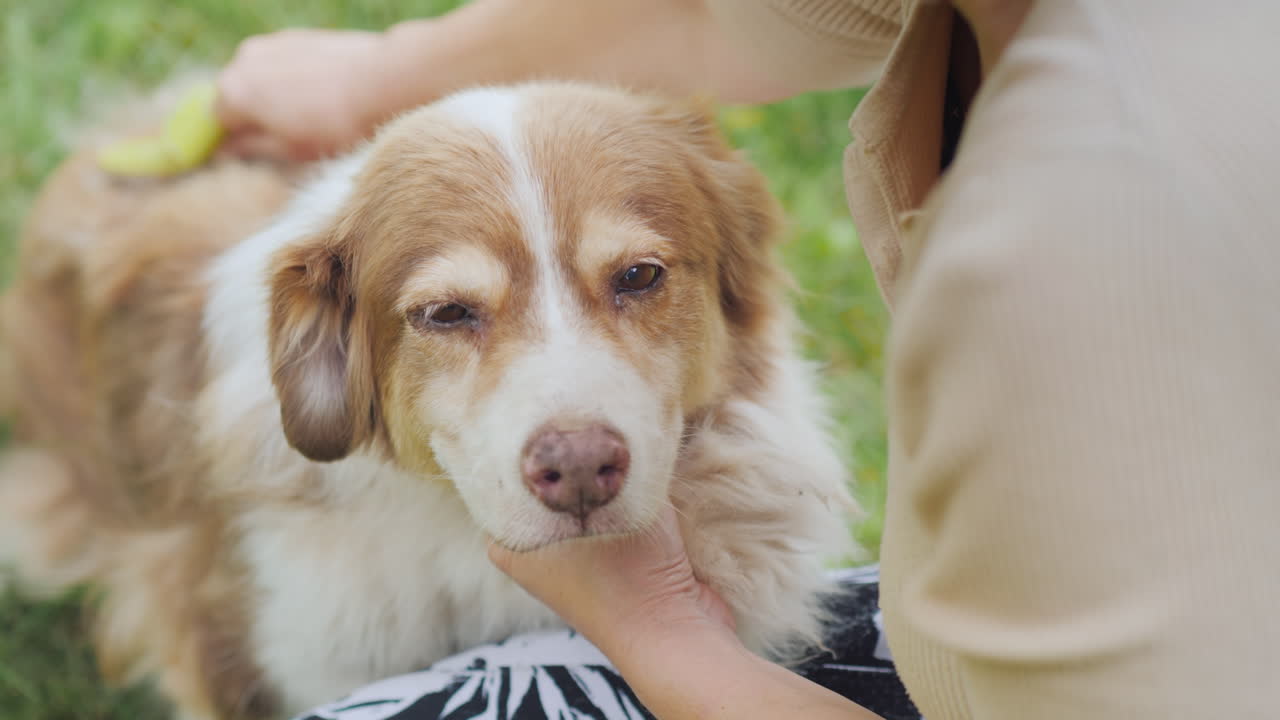 강아지의 양털을 빗고 있는 주인