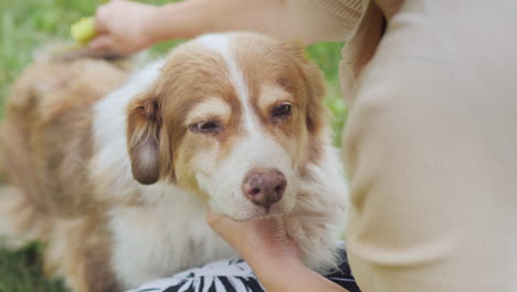 The-Owner-Combing-The-Wool-From-His-Dog