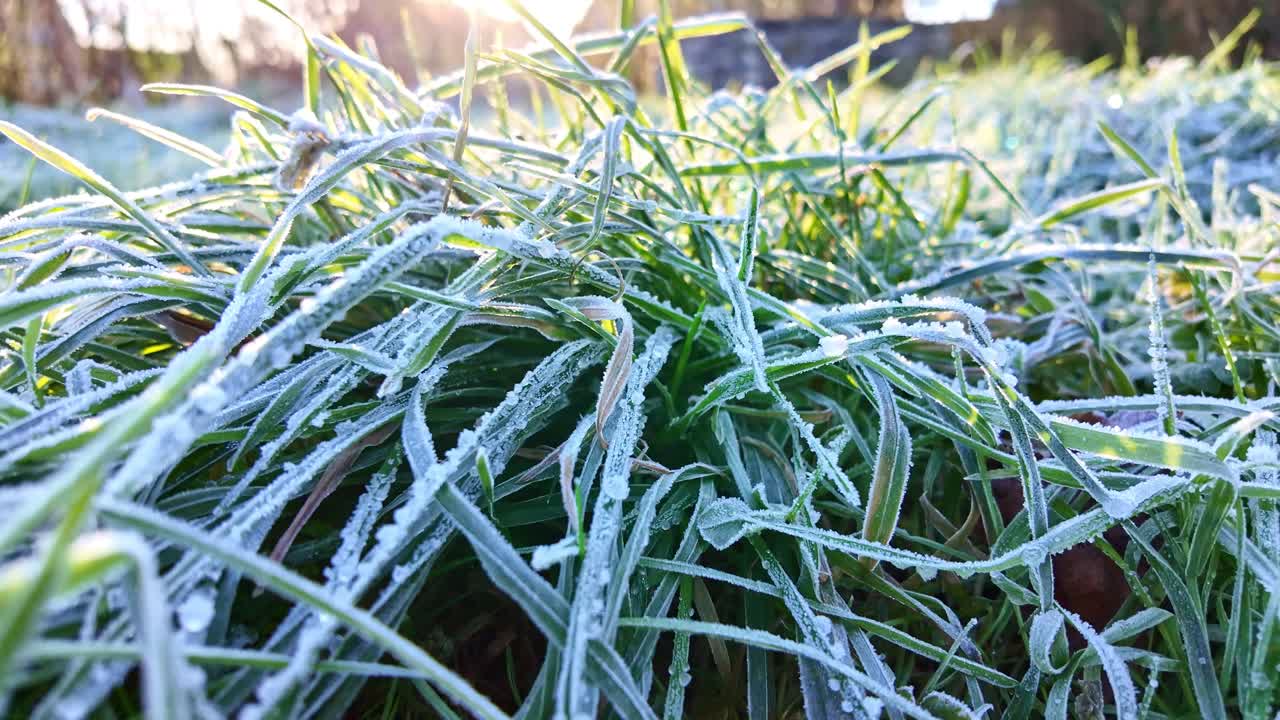 Statisk närbild fångar gröna grässtrån täckta med vita frostkristaller i mjukt vintermorgonljus, vilket illustrerar kalla väderförhållanden, säsongsförändringar och naturlig isbildning