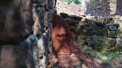 anthill (tacuru) between the eroded stone walls of archaeological site, argentina