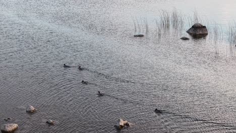 drone shot of mergansers swimming through reeds and shallow water near the shoreline at dusk