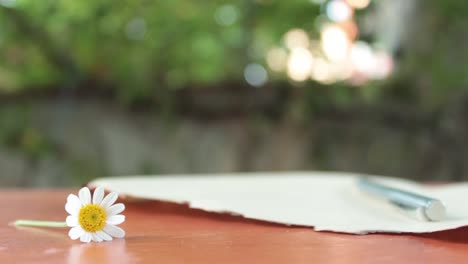 carta romántica con flores margarita