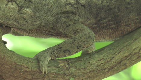 giant chameleon on a branch in madagascar, perfectly blending in by adapting color of environment