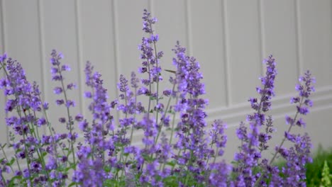 an adult male ruby-throated hummingbird drinks from the hyssop - purple flowers