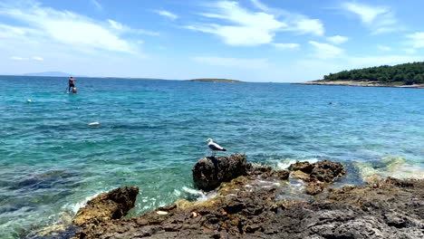 Gaviota-Posada-Sobre-Las-Rocas-En-Premantura,-Croacia