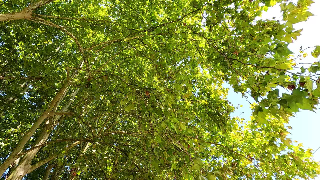 la luz del sol brilla a través del frondoso dosel verde de los árboles