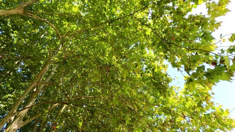 sunlight shines through lush green tree canopy
