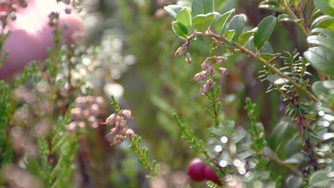 Person-picking-lingonberries-at-finnish-forest