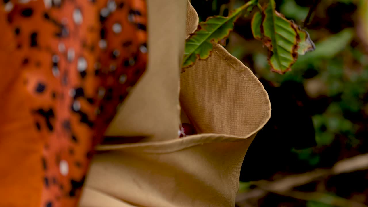 Coffee Bean Harvesting Catched by Hand Closeup