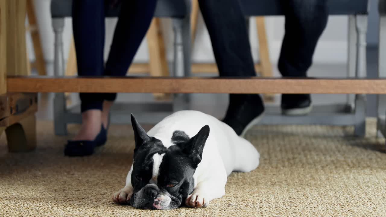 카 ⁇  4k에서 휴식을 취하는  ⁇ 그 개