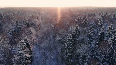 Vuelo-Aéreo-De-Un-Bosque-Invernal.-Volando-Sobre-Los-Bosques-Nevados-Del-Sol-Se-Pone-Naranja-Sobre-Los-árboles-Blancos