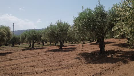 aerial drone view of a massive olive tree field for the production of olive oil in portugal