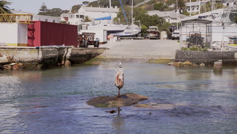 Seagull-sits-happily-on-a-buoy-in-Simon's-Town-Harbour,-South-Africa