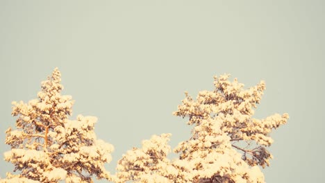 Golden-white-treetop-in-the-sunlight-at-winter