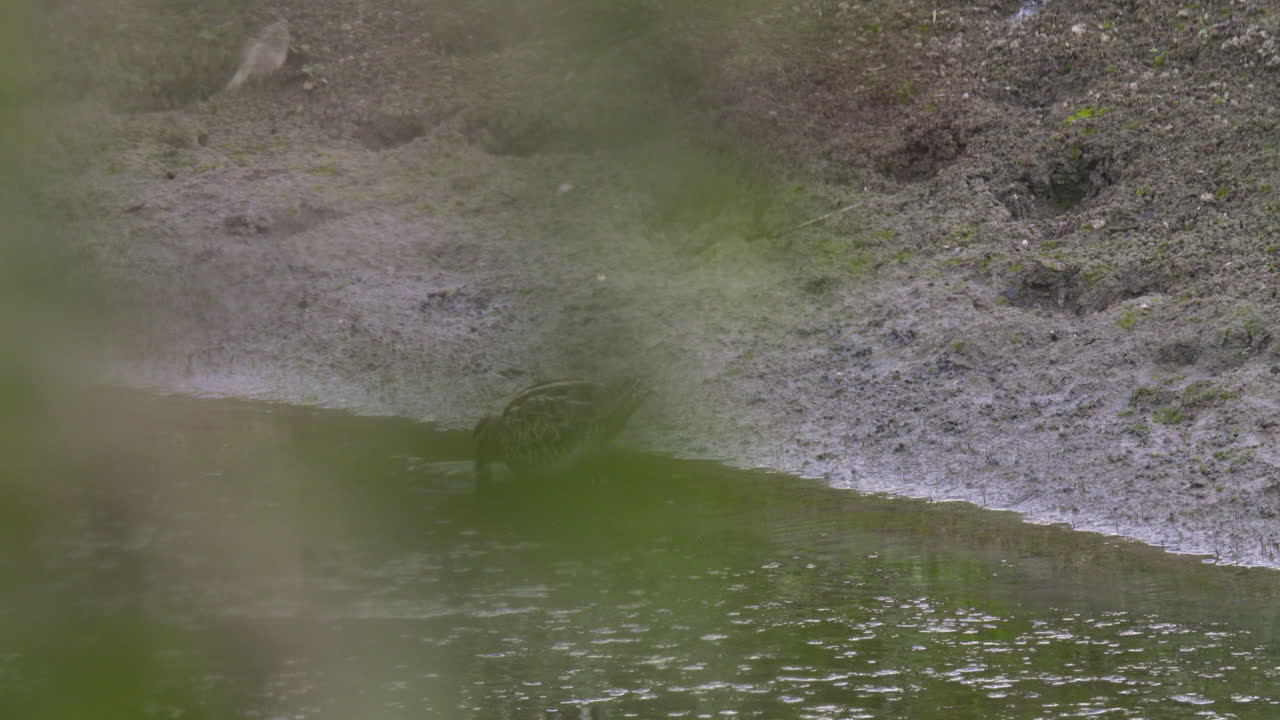 gran agachadiza forrajeando en la orilla de un gran estanque