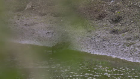 great snipe foraging on the bank of a large pond