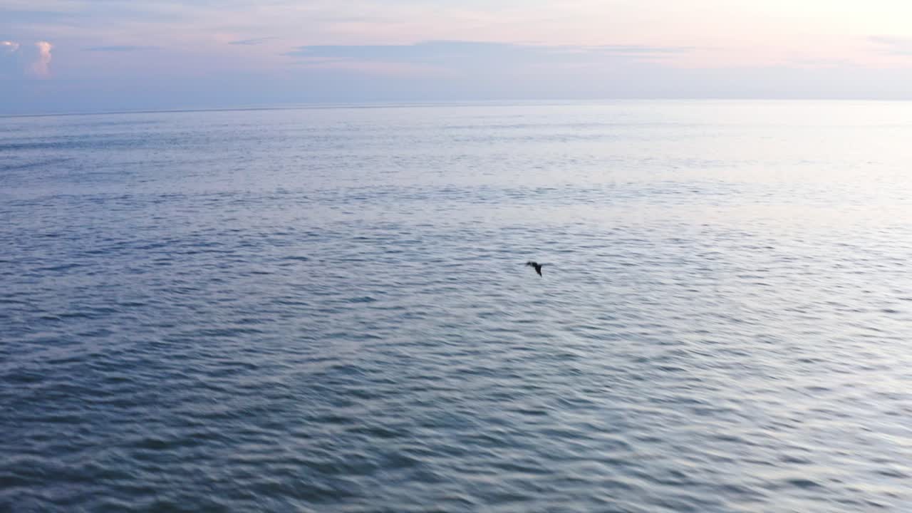 공중:해질녘에 태평양을 날아다니는 아메리칸 화이트 펠리컨