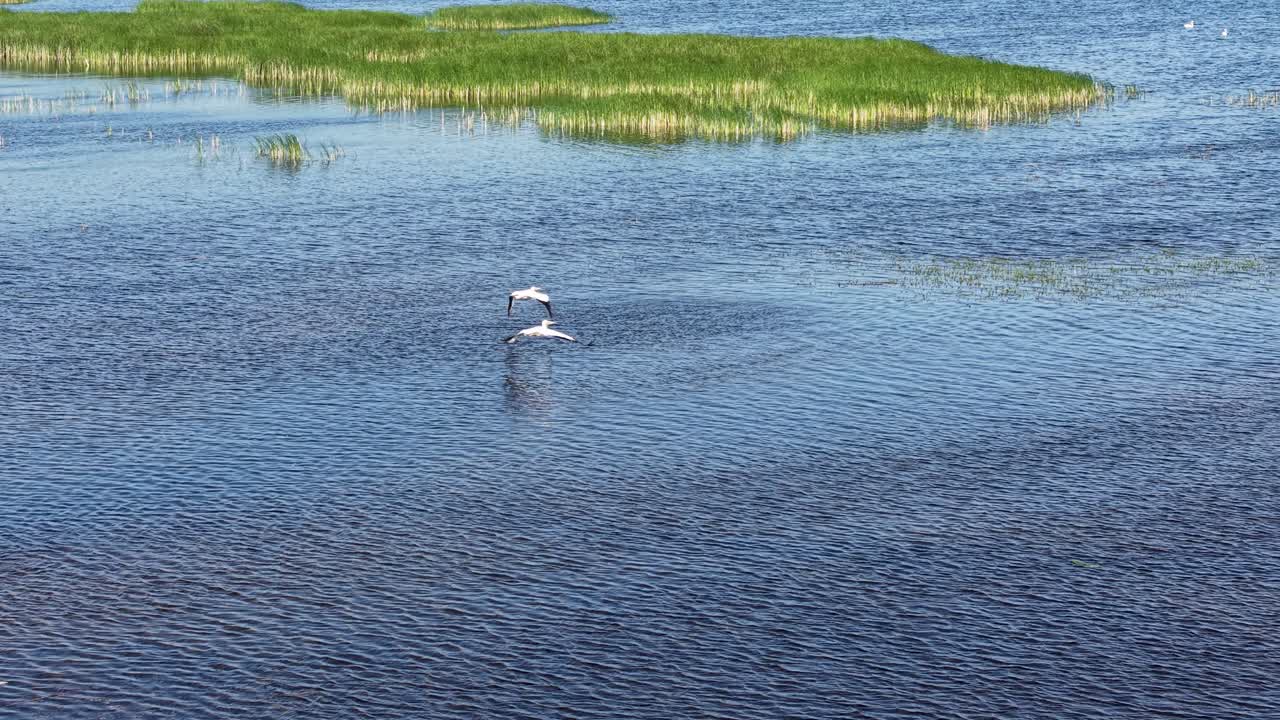 Aerial view of a white bird taking flight over a calm blue lake with ripples and surrounding green shoreline