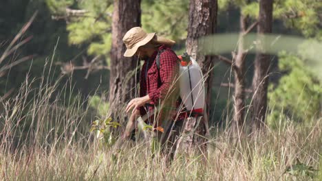 guardabosques en el bosque regando nuevos árboles con rociador de mochila