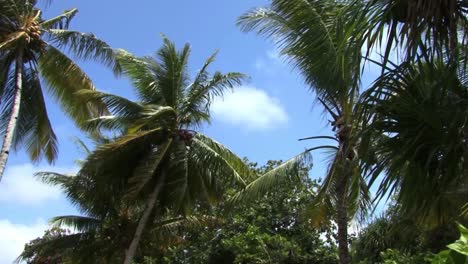 Palmera-De-Coco-Y-Hermoso-Cielo-Azul-De-La-Isla-Fanning,-Kiribati