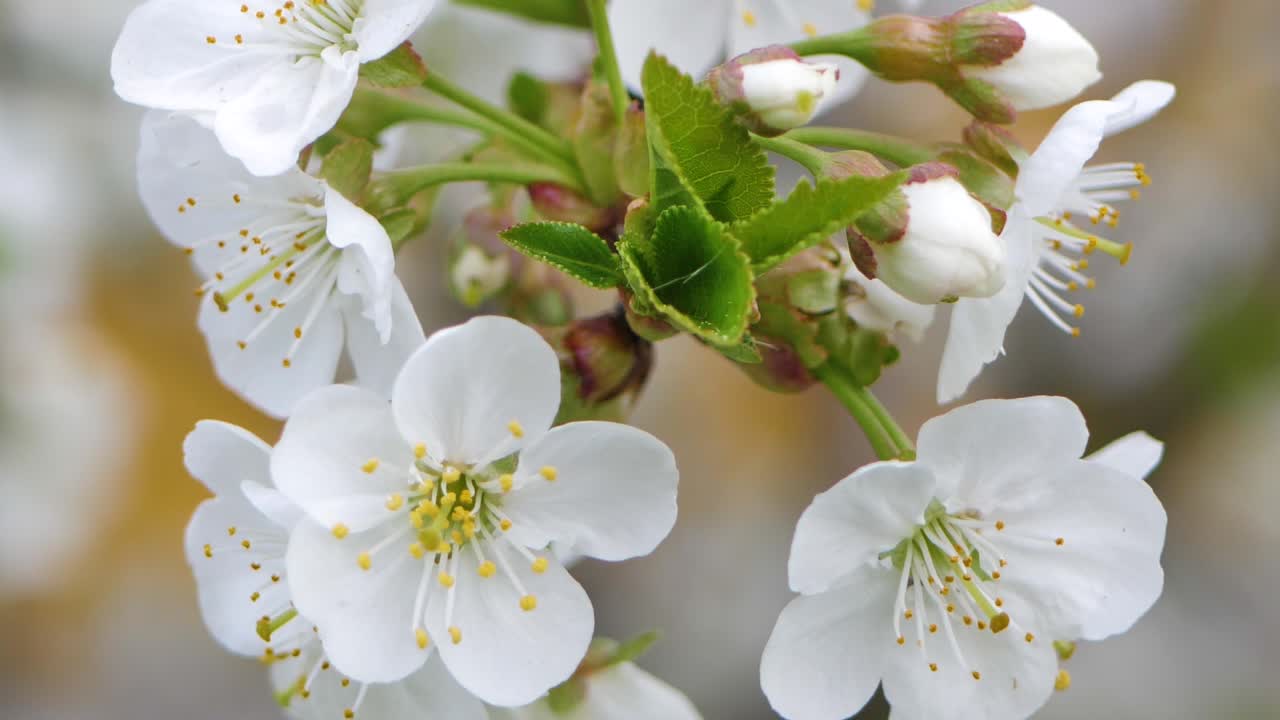 봄에는 달콤한 벚꽃. 하얀 벚꽃