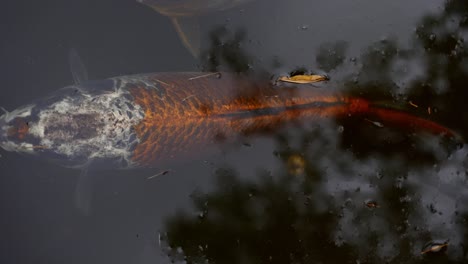 hybrid matsuba koi fish with tree reflection on water surface, closeup