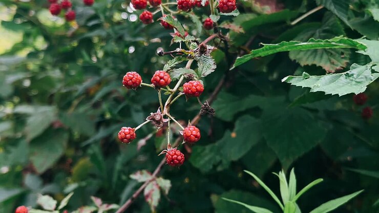 Red Raspberries on a Bush