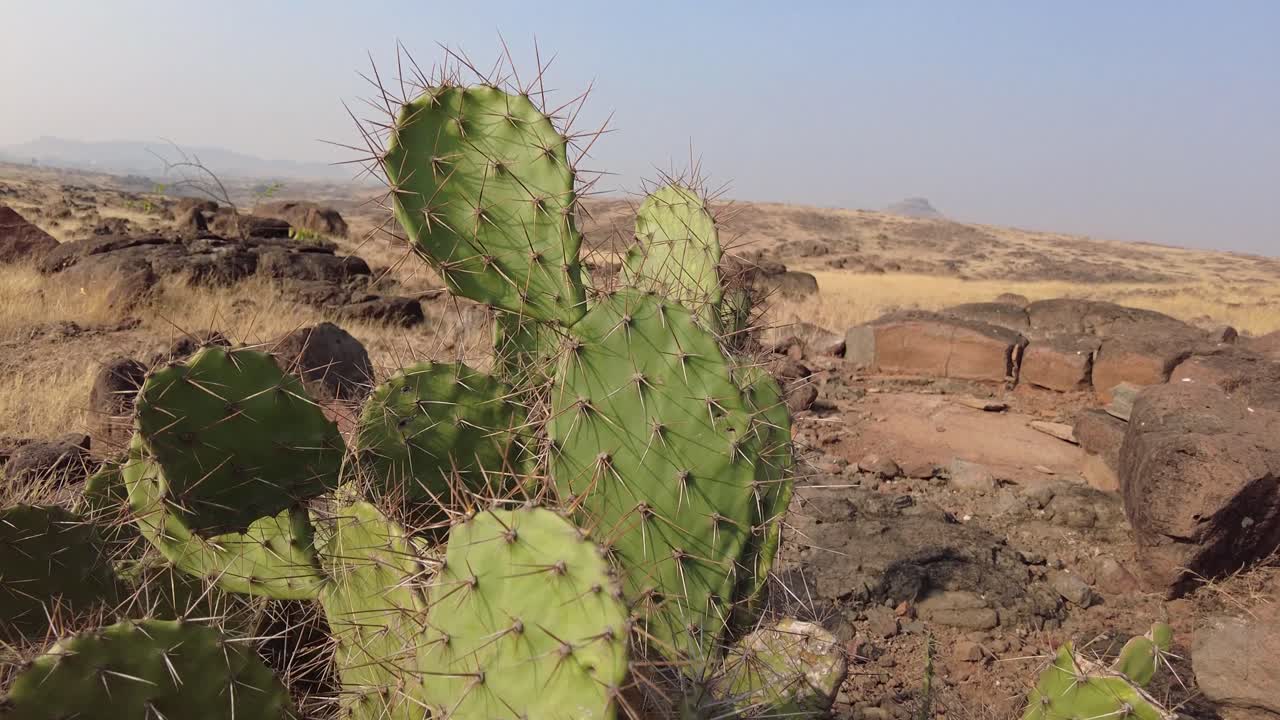 푸른 하늘이 있는 아침 동안 건조한 관목지에 있는 가시가 많은 선인장 덤불의 돌리 샷