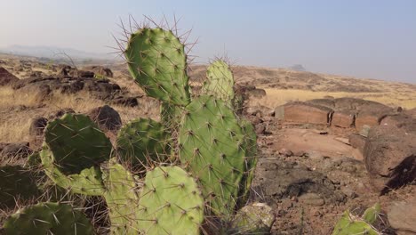 Dolly-shot-of-a-Thorny-Cactus-bush-in-the-arid-scrubland-during-a-morning-with-blue-sky