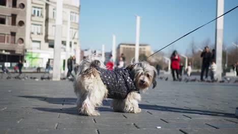 un lindo perro caminando por la ciudad