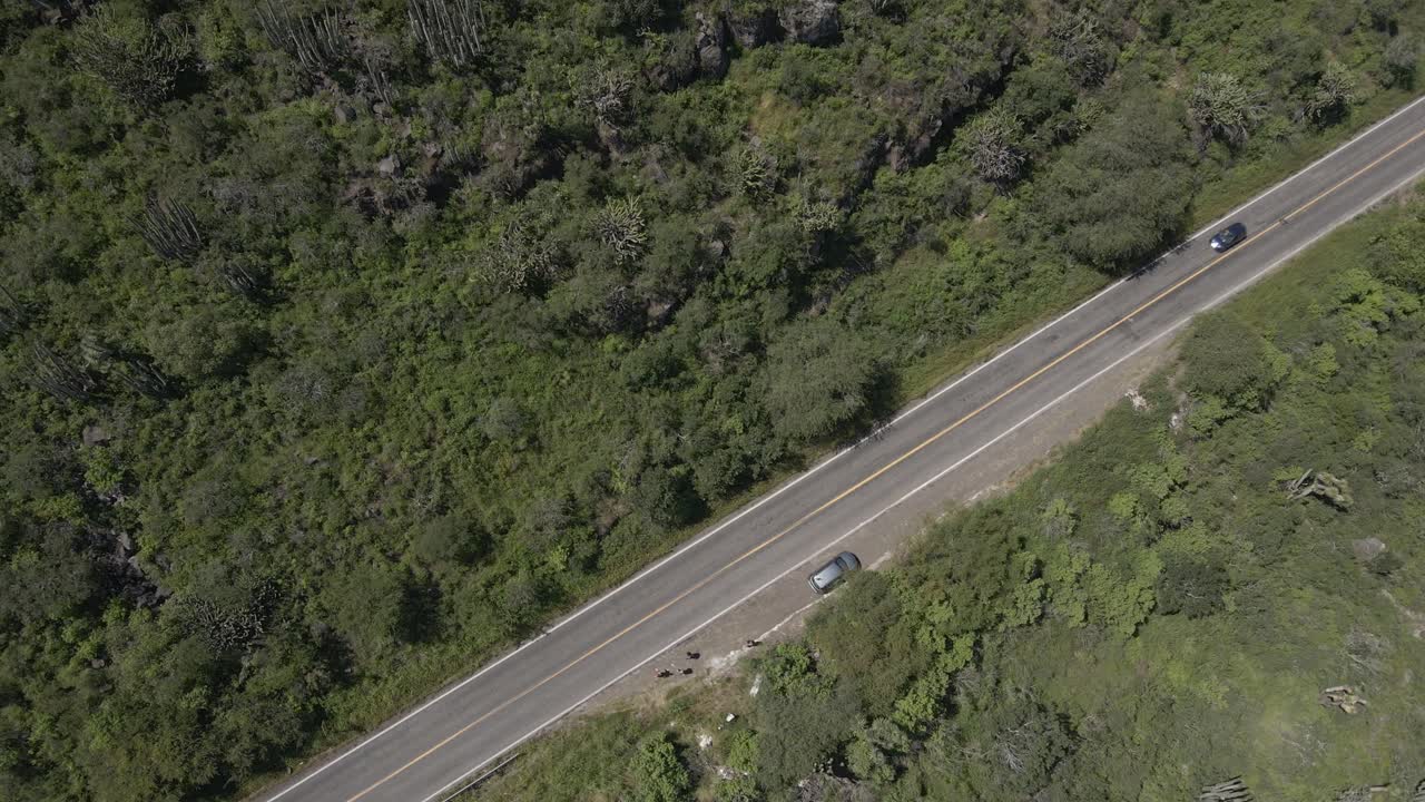 carretera en la parte rural de méxico, coches que pasan, vista aérea de arriba hacia abajo, denso bosque