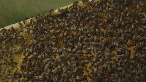 macro shot of bees in a hive