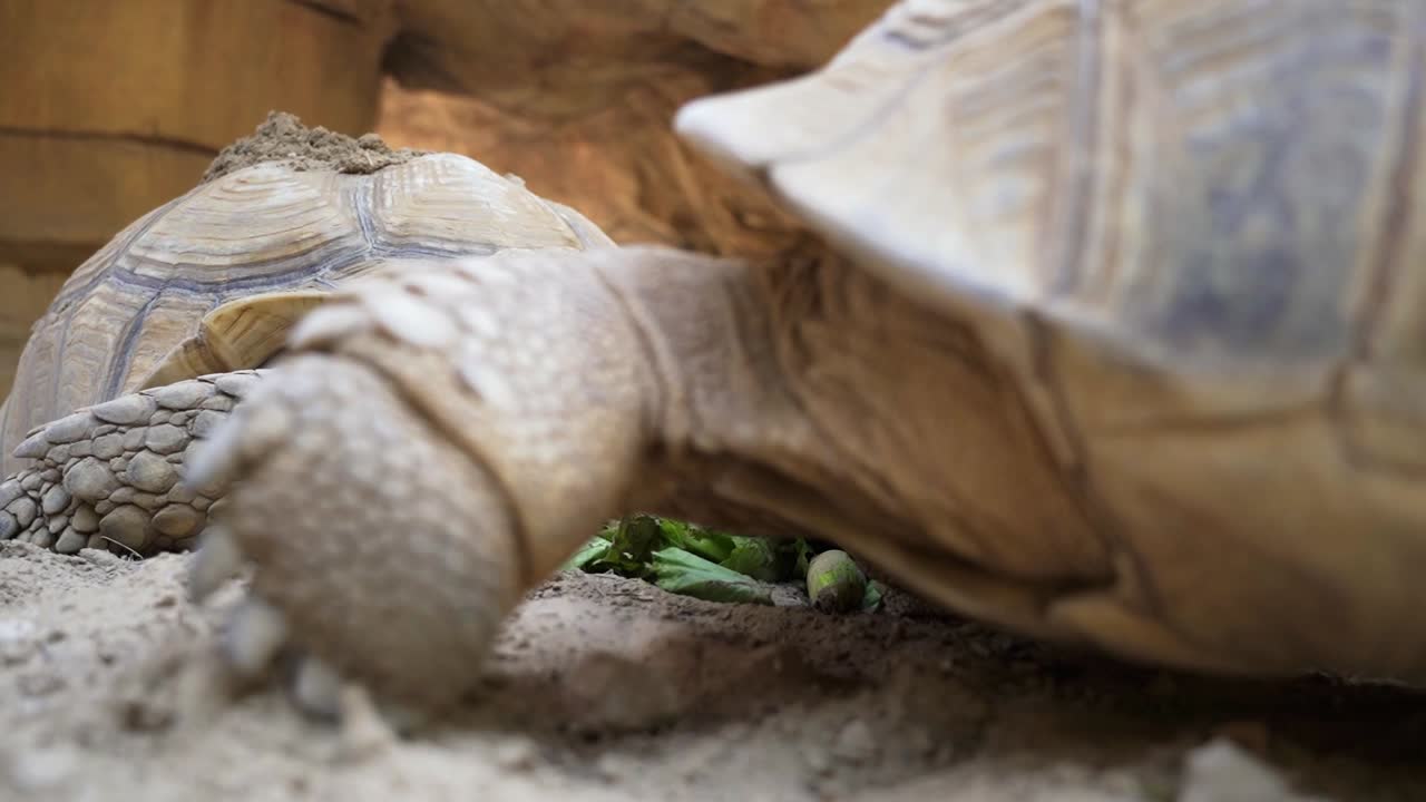 다른 거북이가 50fps로 합류했을 때 녹색 잎이 많은 채소를 먹는 거북이 2마리