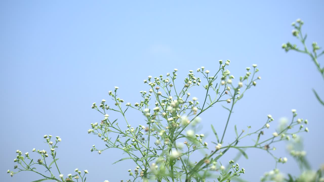 파르테니움은 꽃 분자에서 자라는 다양한 질병을 일으키는 독성 식물입니다.