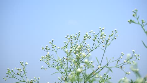 Parthenium-is-a-poisonous-plant-with-a-variety-of-diseases-that-grow-from-flower-molecules