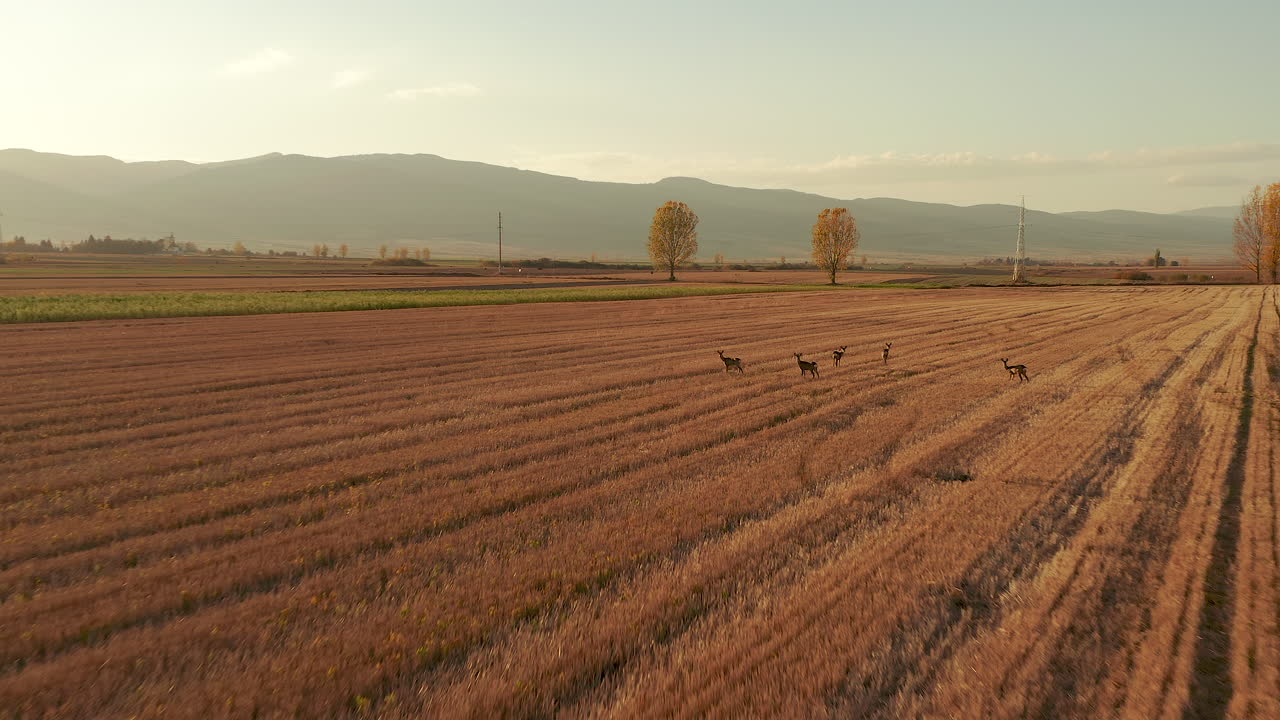 Golden Autumn Fields With Herd Of Deers Standing At Sunrise
