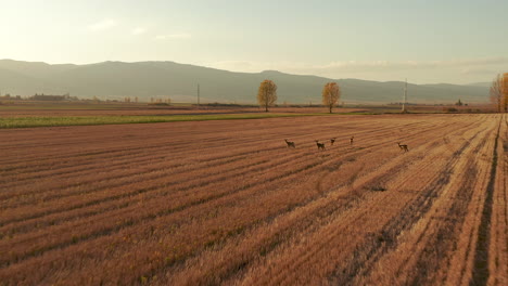 campos dorados de otoño con rebaños de ciervos de pie al amanecer