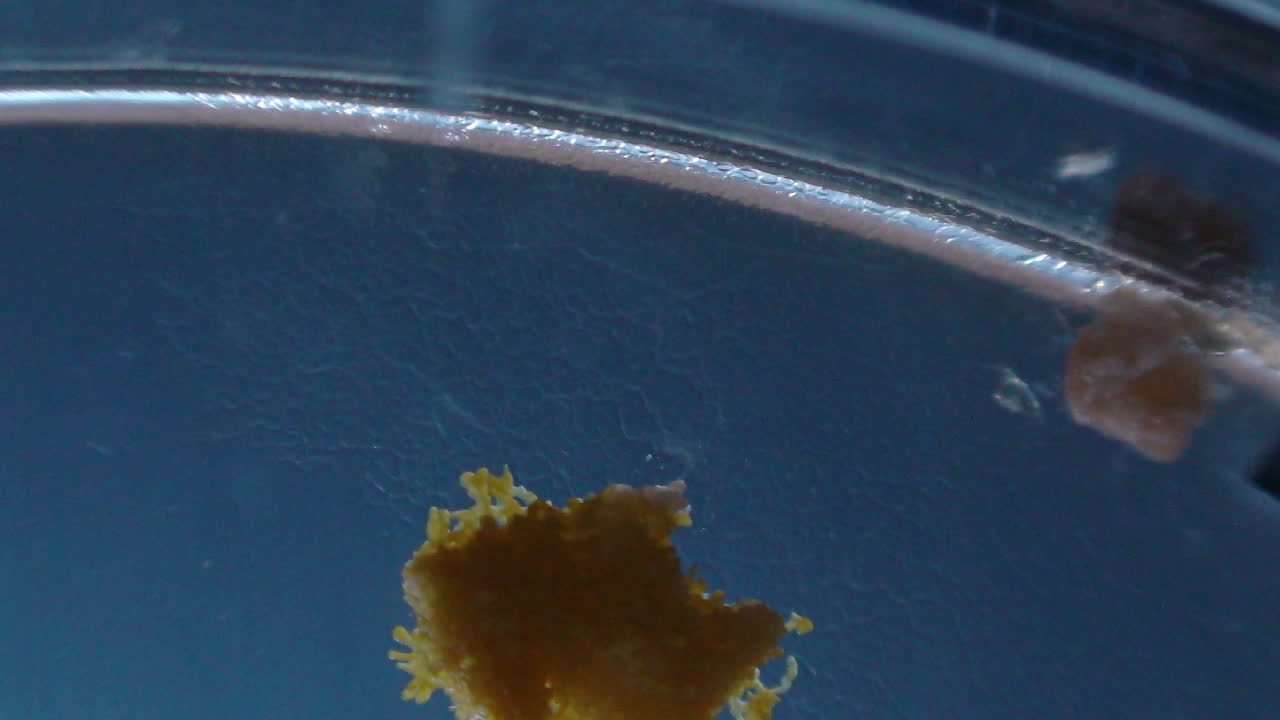 영양분을 찾는 페트리 접시에서 physaurm 점균류의 시간 경과