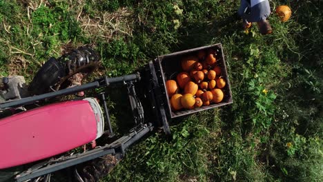 Aerial-view-looking-straight-down-onto-a-farmer-putting-pumpkins-into-a-bin-on-the-front-of-a-tractor-that-starts-moving